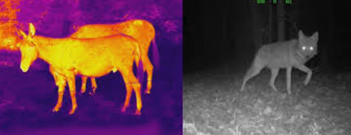 Night Vision / Thermal Vision